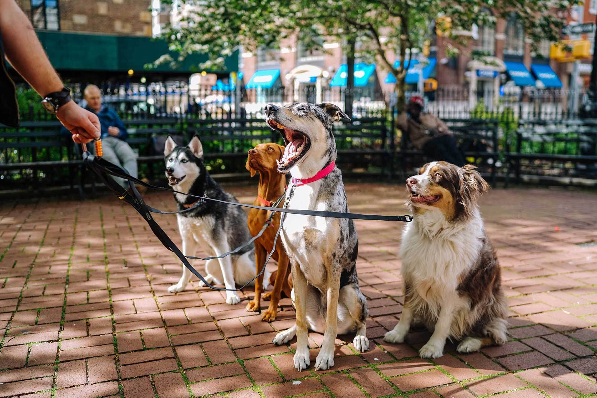 Dog walking is a great college side hustle idea